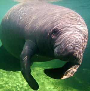 Meet your Posher, Sophie